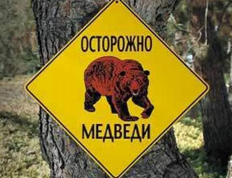 Медвежонок осторожно. Осторожно, медведь!. Осторожно, медведь!. Медвежонок осторожно. Осторожно медвежонок осторожно.