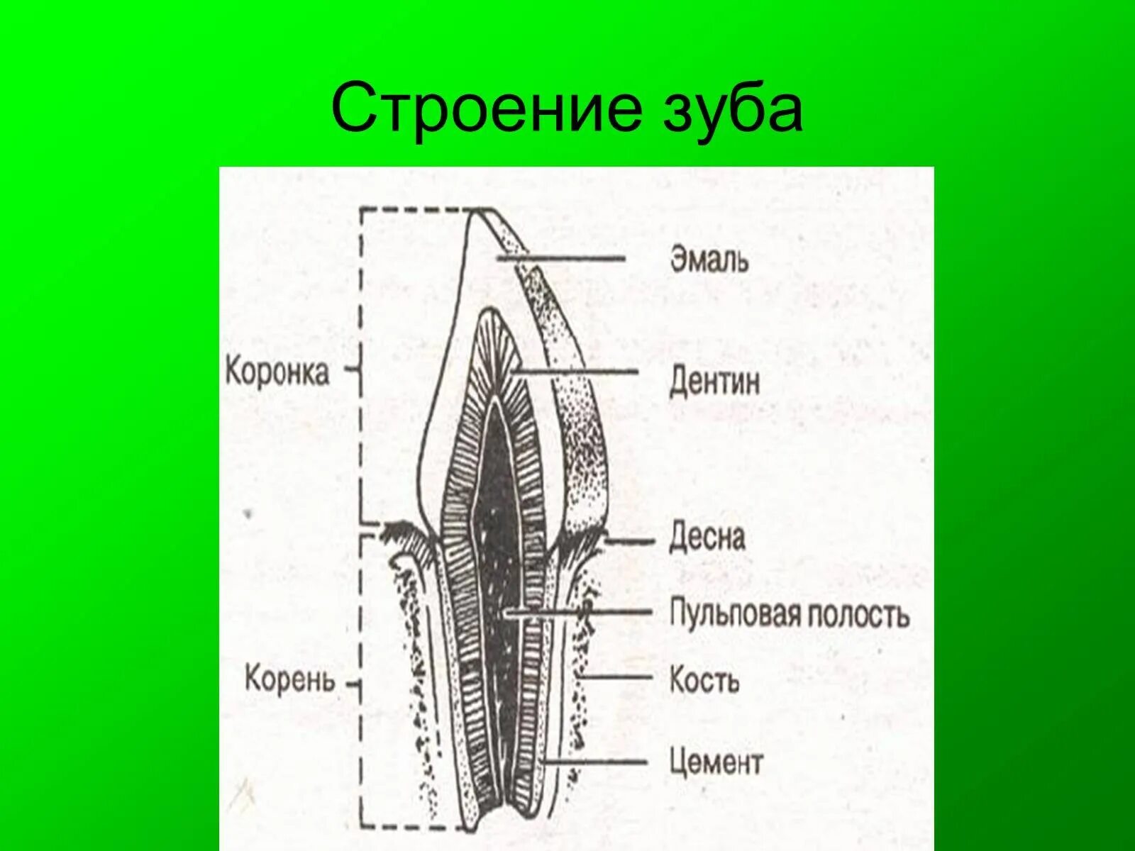Зуб 6 строение. Строение зубов. строение зуба. строение зуба анатомия.