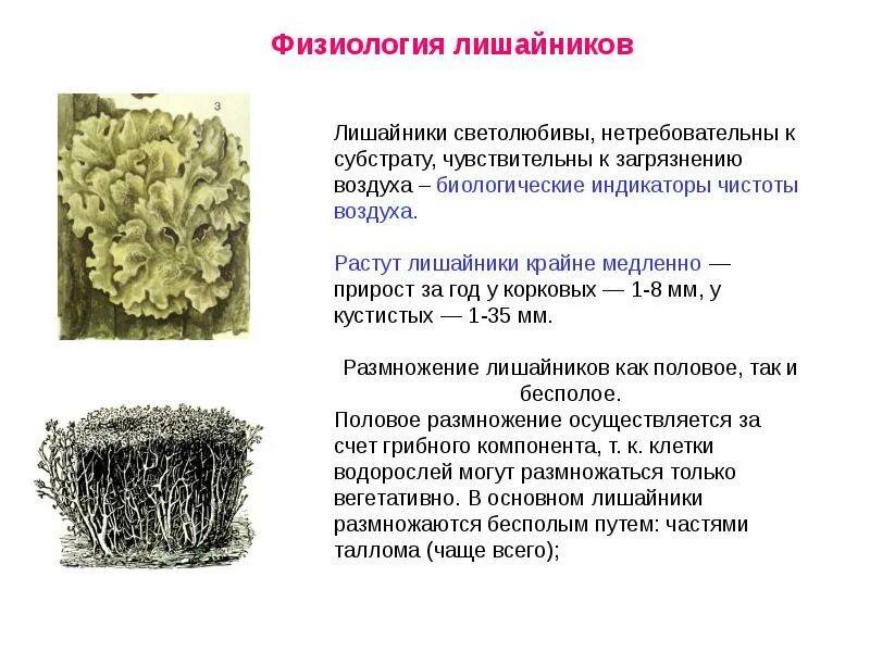 Характеристика грибы лишайники. Строение лишайников: накипные, листоватые, кустистые.. Лишайники строение и функции. Растения строение лишайники. Строение лишайника ЕГЭ.