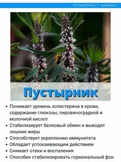 Пустырник польза