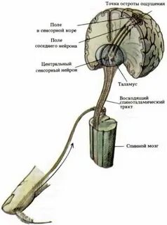 Сенсорные системы мозга