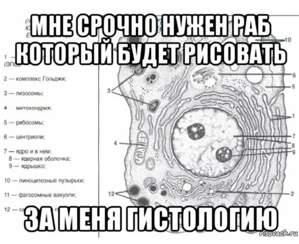 Гистология экзамен. Гистология мемы. мемы по гистологии.
