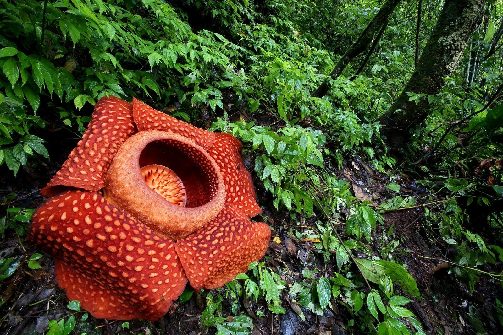 Раффлезия Арнольди цветок. Борнео цветок раффлезия. Rafflesia arnoldii (Индонезия). Раффлезия Арнольда паразит. Загадочные растения
