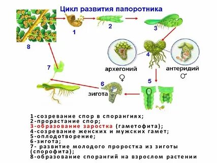 При прорастании спор у мхов образуются
