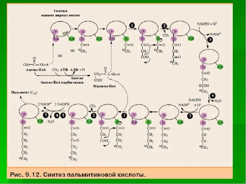 Синтез пальмитиновой кислоты. Синтез пальмитиновой кислоты из лейцина. Синтез жирных кислот биохимия реакции. Синтез жирных кислот биохимия схема. Биосинтез высших жирных кислот схема.