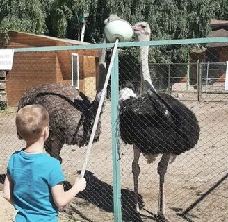 Зоопарки подмосковья
