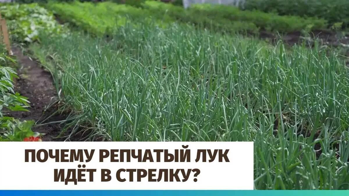 Лук идет в стрелку что делать дальше. Лук пошел в стрелку фото. лук идет в стрелку что делать. почему лук идет в стрелку.