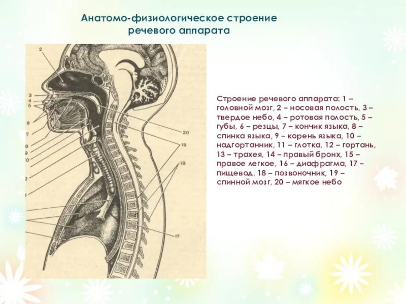 Анатомо физиологические дефекты речевого аппарата. Строение речевого аппарата. Строение речевого аппарата анатомия. Схема речевого аппарата. Строение голосового аппарата.