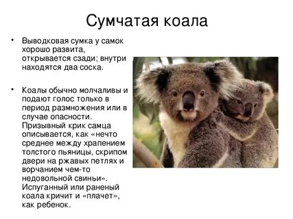 Слово коала