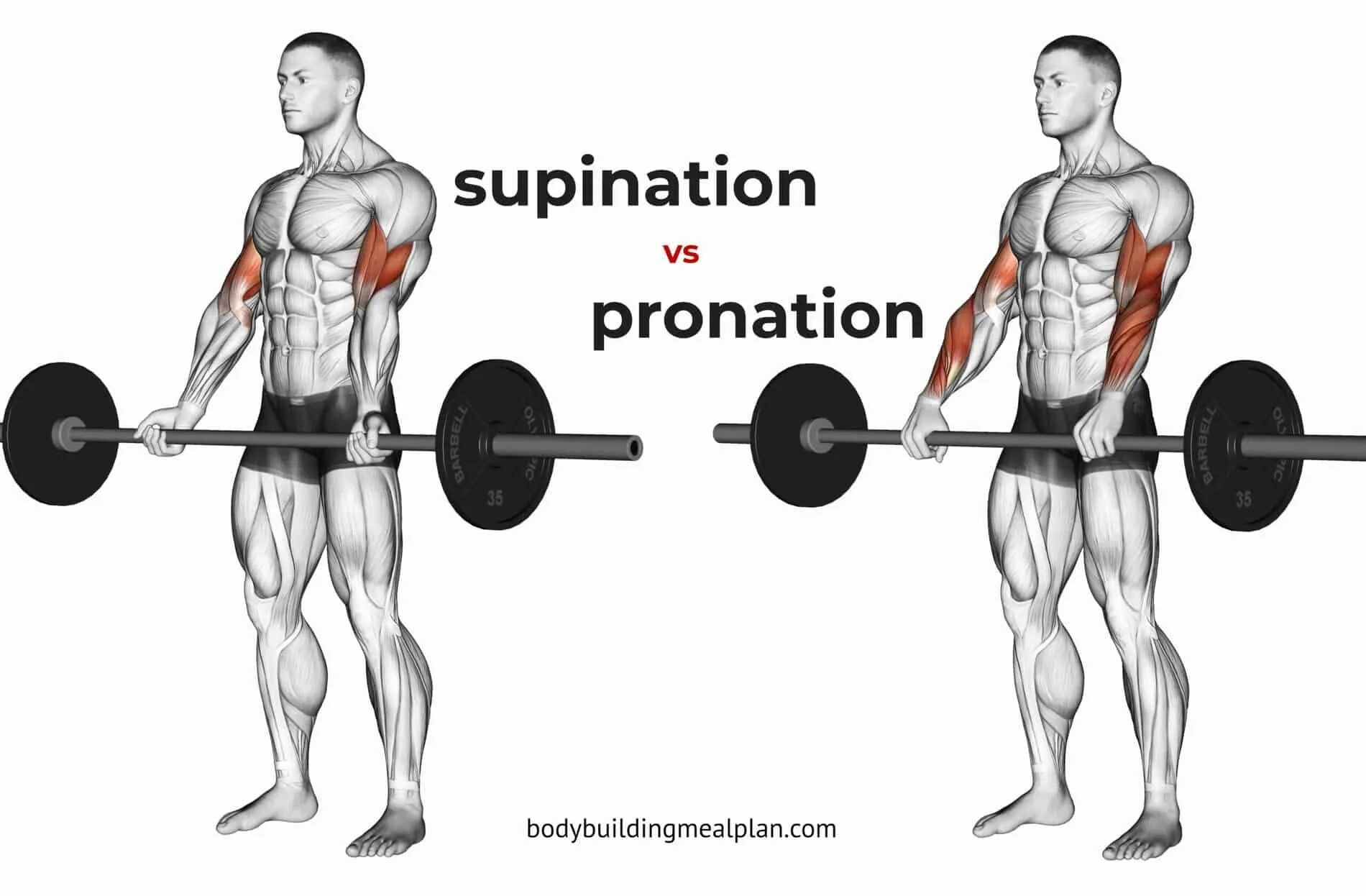 Curl row. Barbell curl. reverse barbell curl. подъем штанги с ez-грифом на бицепс. supinated curl.