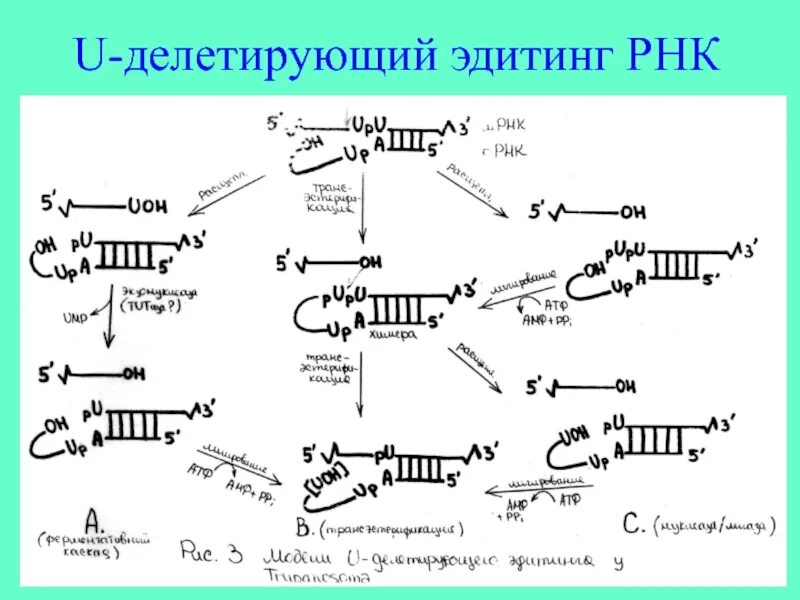 Редактирование РНК. Редактирование МРНК. Процессинг биология.