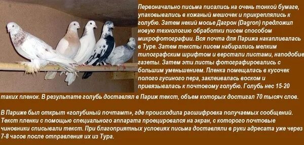 Сообщение о почтовых голубях. Почтовые голуби история. Почтовый голубь породы голубей. Одомашненный голубь. Почтовый голубь расстояние