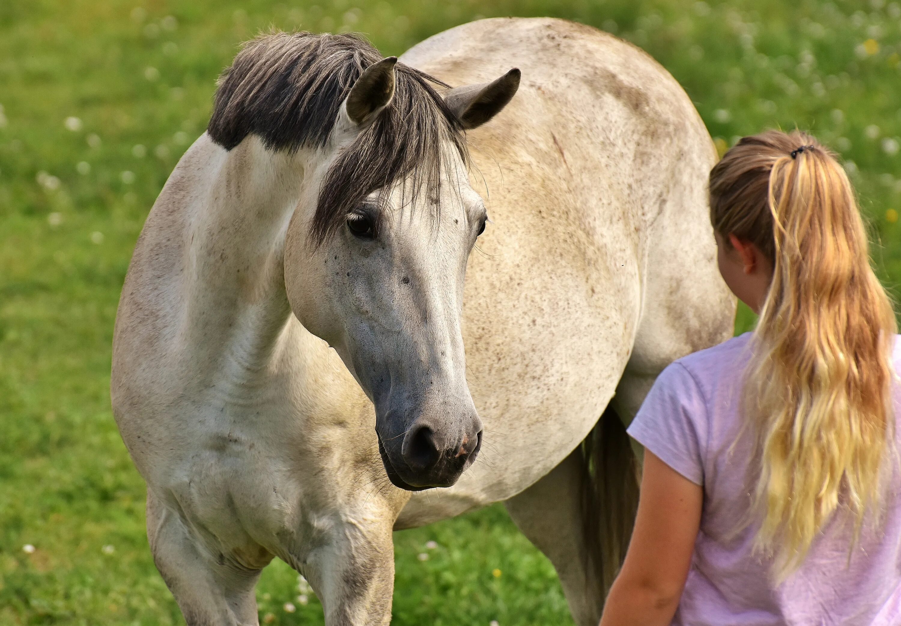 Эмоции лошади. Общение с лошадьми. Лошадки и люди. Любовь лошадей.