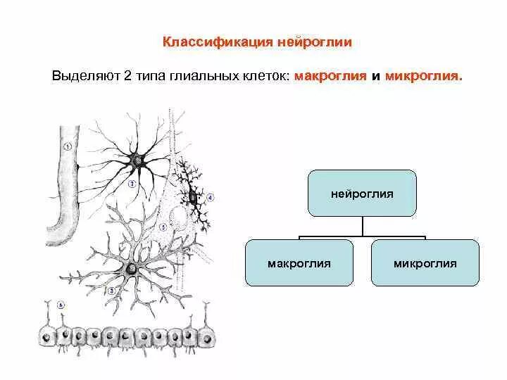 Нейроглия строение и функции. Классификация и функции нейроглии.. Нейроглия классификация нейроглии. Глиальные клетки нервной ткани рисунок. Виды нейроглии