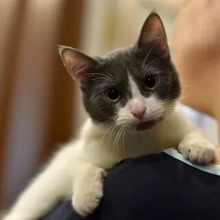 Кошка 10 месяцев