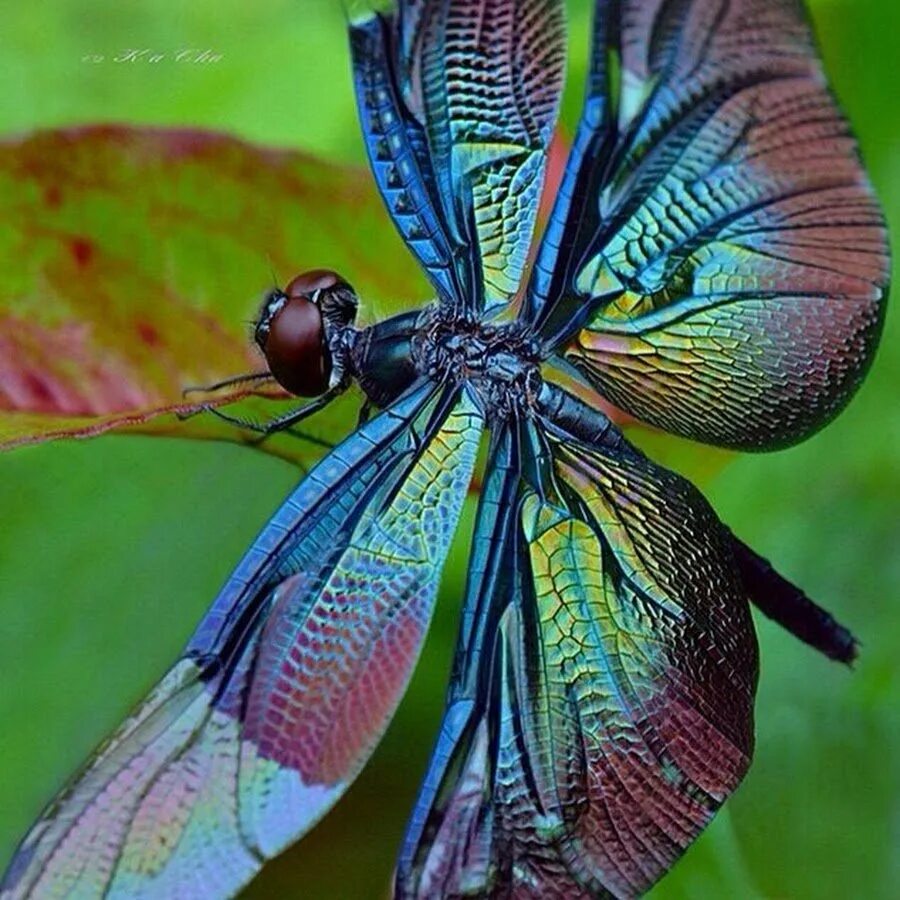 Разноцветные жуки и бабочки. Драгонфлай Стрекоза. Стрекоза Радужница. Стрекоза Радужница зеленая. Стрекоза Одоната.