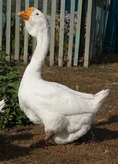 Гуси орловские