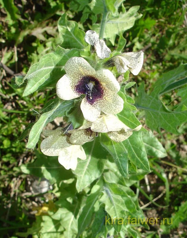 красавка белена дурман. белена вещество. ядовитые пасленовые растения. белена растение описание. белена вещество.