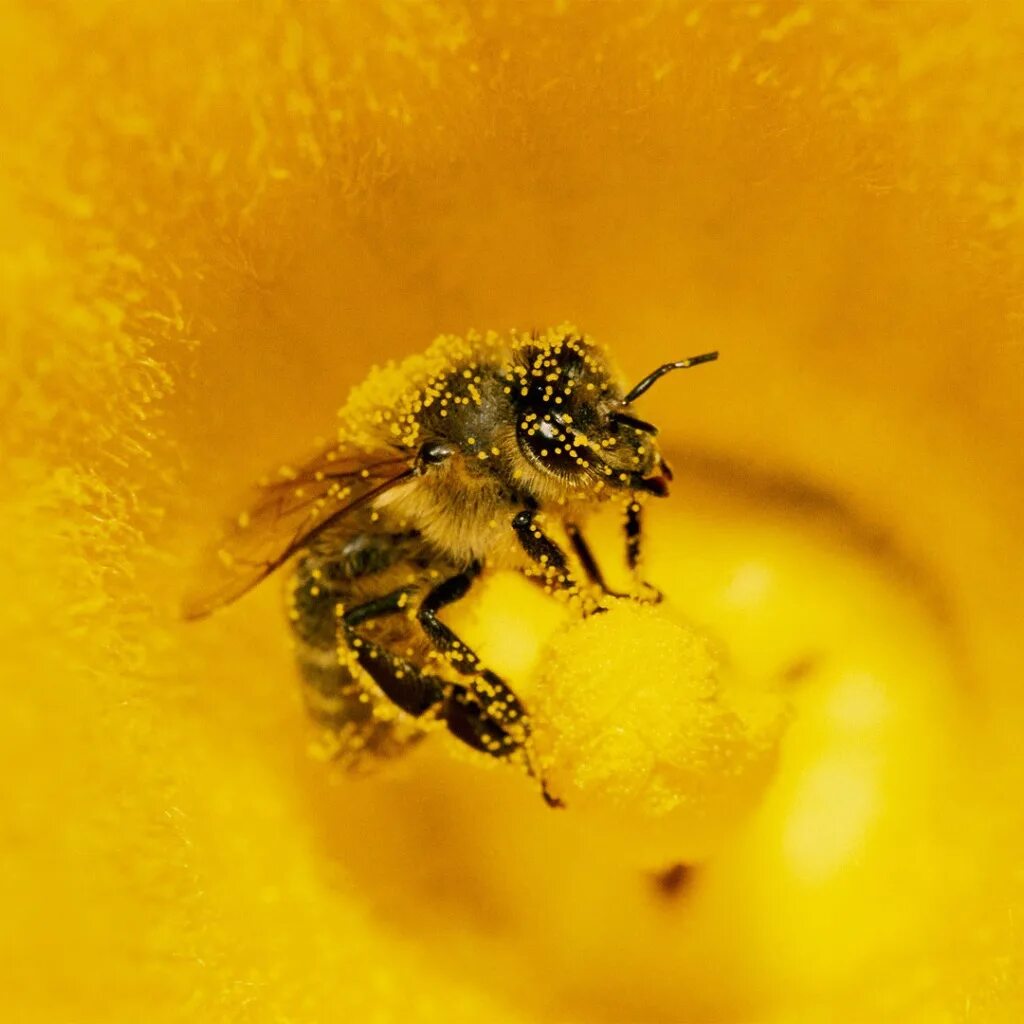 С пыльцой в голове значение. Пчела АПИС Меллифера. Пчела на цветке. Нектар пчелиный. Пчела с нектаром.