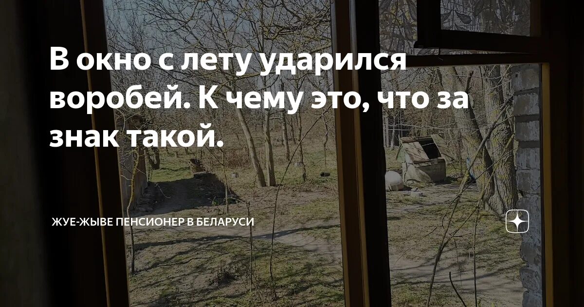 Что значит если птица врезалась в окно. Что значит если птица врезалась в окно