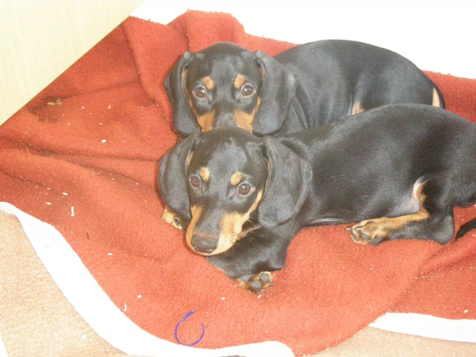 Щенки таксы в 4 мес. Двухмесячные щенки таксы. Месячные щенки таксы. Щенок таксы 3 месяца. Щенки таксы в 3 месяца.