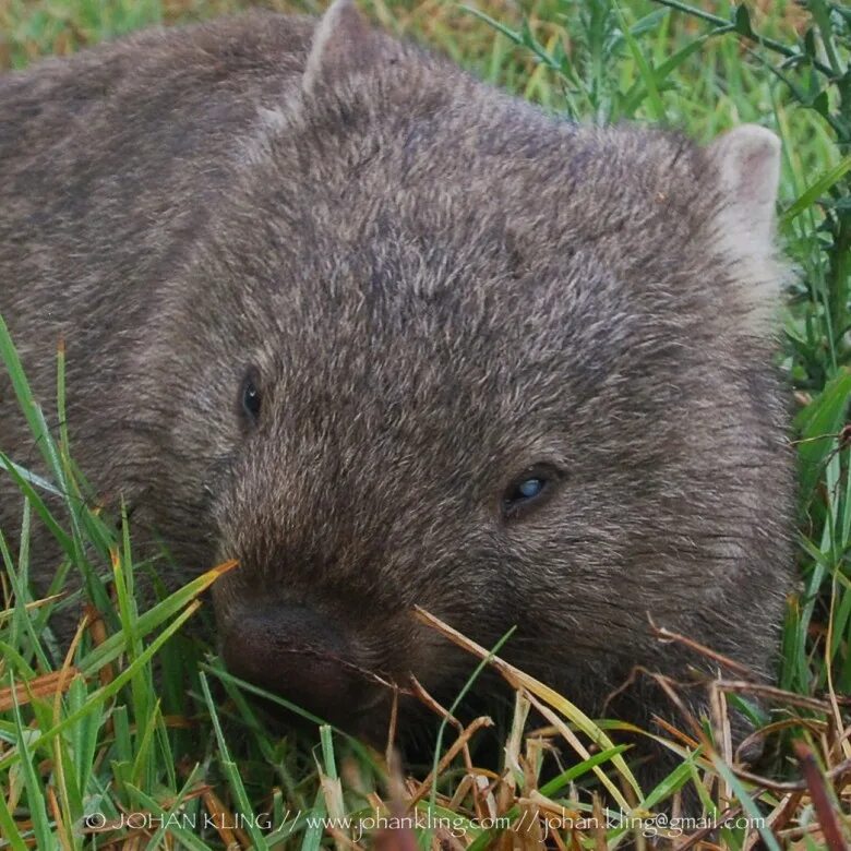 Wombat перевод. Медвежий вомбат. Шерстоносый вомбат. Северный длинношерстный вомбат. Австралийский вомбат.