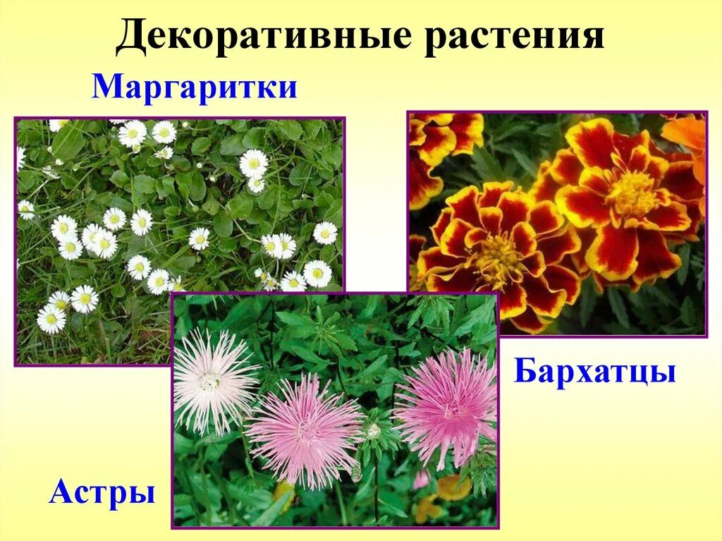 Маргаритка Сложноцветные. Декоративные Сложноцветные растения. Декоративные растения семейства Сложноцветные. Однолетники Сложноцветные.