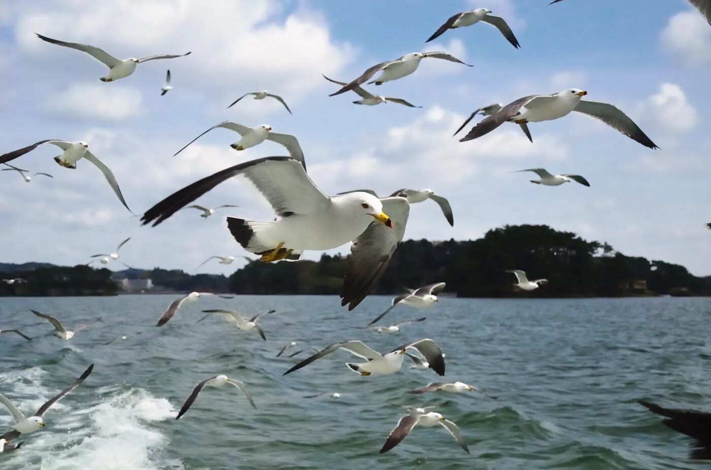 Чайки над морем. Чайка над морем. Чайки на острове. Чайки над водой. Наблюдаю за чайками