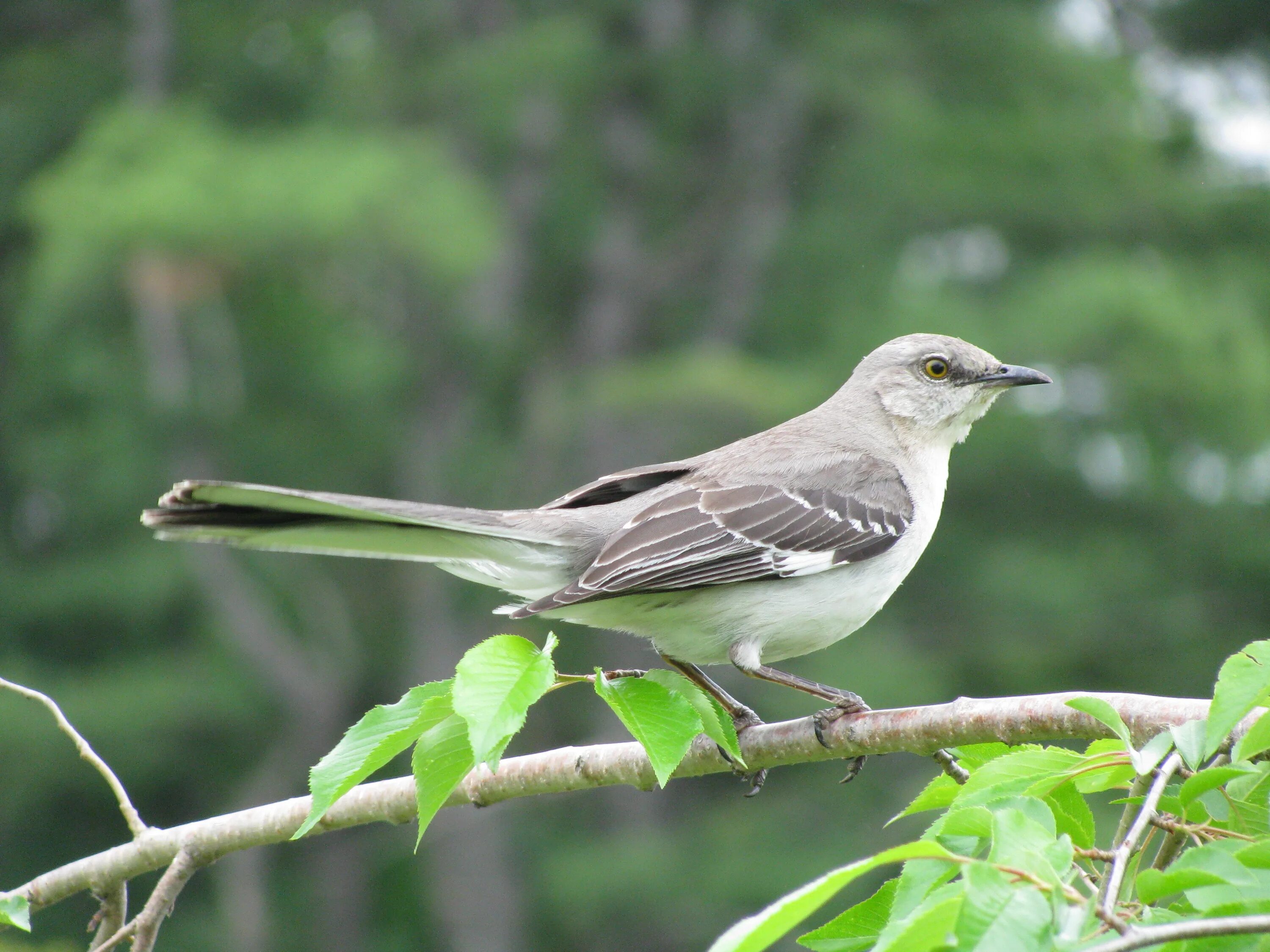 Mockingbird reman. Mockingbird reman