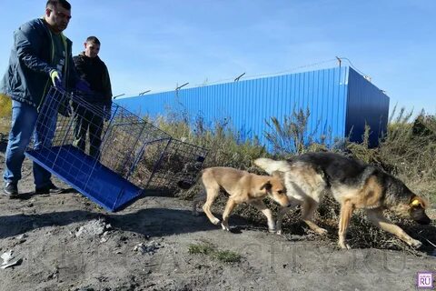 Отлов и содержание безнадзорных животных