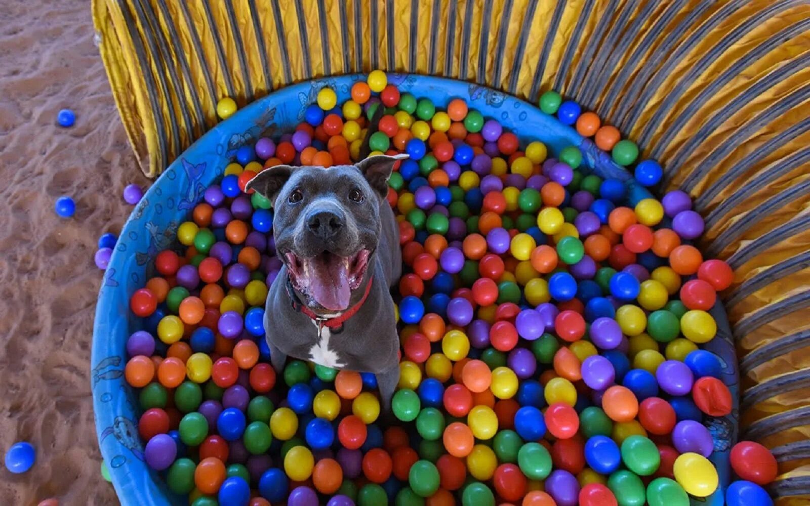 Собака в шаре. Шарик собачка. Собака в бассейне с шариками. Фотосессия с шариками собаки. Игры шарики про собак.