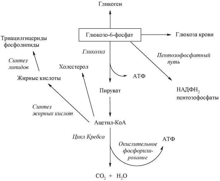 Метаболический путь ферментов. Обмен углеводов схема биохимия. Схема реакций расщепления гликогена. Катаболизм углеводов общая схема. Схема катаболизма углеводов биохимия.