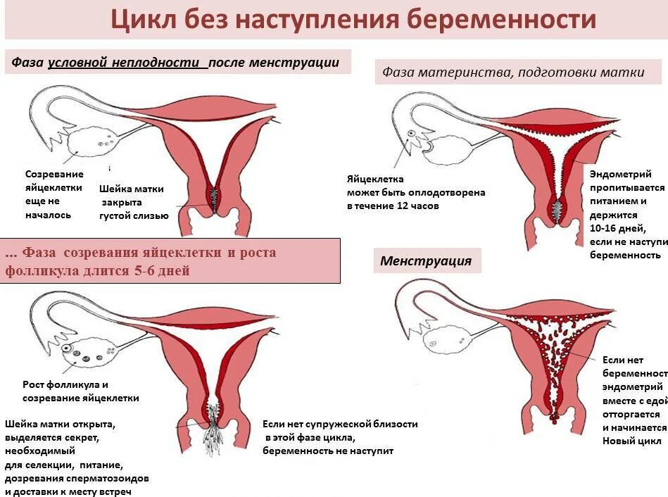 Забеременеть первого цикла. КПК происходят месячные.. Цикл без наступления беременности. Как происходят месячные. Как происходит менструация.