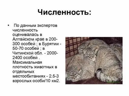Плотность животных
