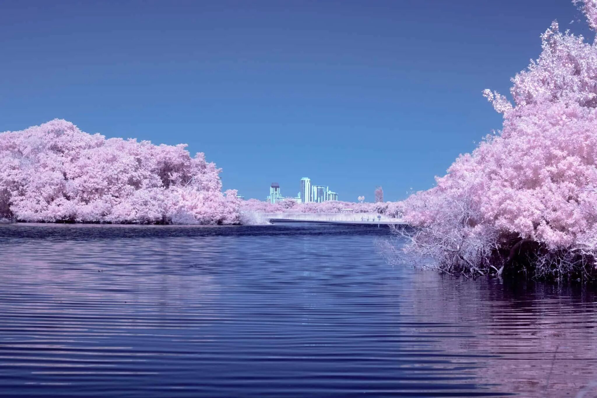 Сакура вода. Сакура на рассвете. Сакура у воды. Сакура музей мирового океана. Сакура отражение в воде.