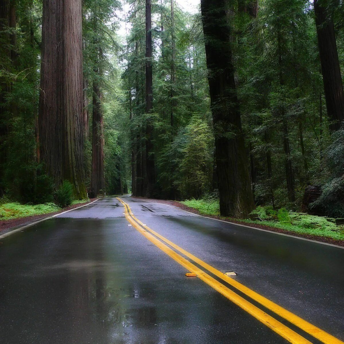 Красивая дорога видео. Штат Орегон дорога. Дорога в лесу. Красивые дороги. Трасса в лесу.