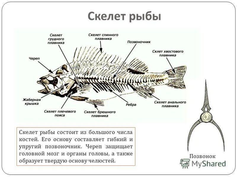 Усложнение внутреннего строения рыб. Костистые рыбы внутреннее строение скелет. осевой скелет костистой рыбы. строение карася внутреннее скелет. строение скелета костистых рыб.