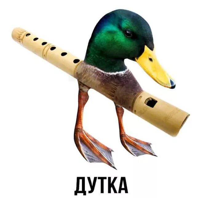 Дутка. Утка Дудка. Дудка утка Мем. Шлакоблокунь.