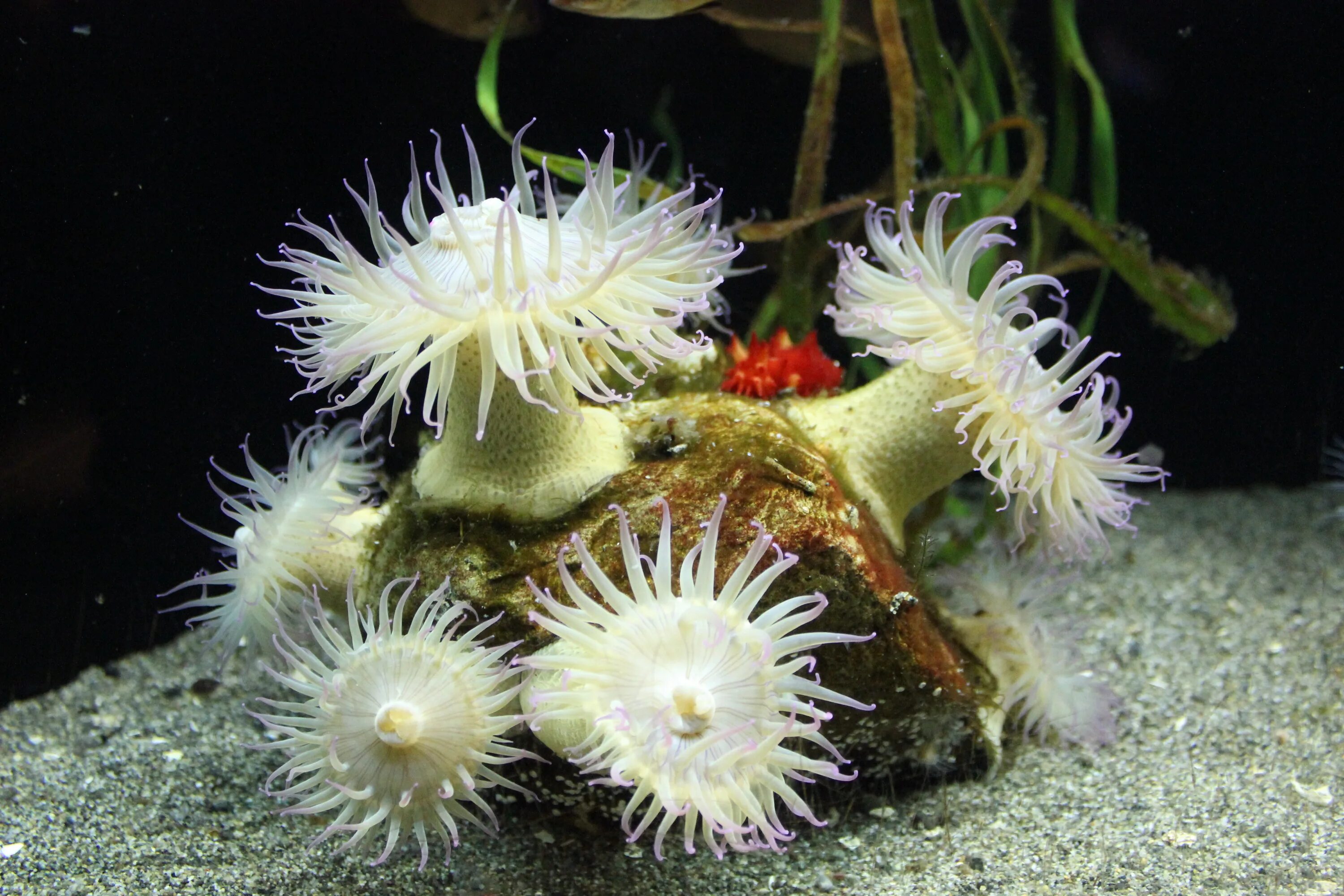 Кишечнополостные водоросли. Актинии морские анемоны. Морской полип (актиния). Коралл актиния. Коралловые полипы актинии.