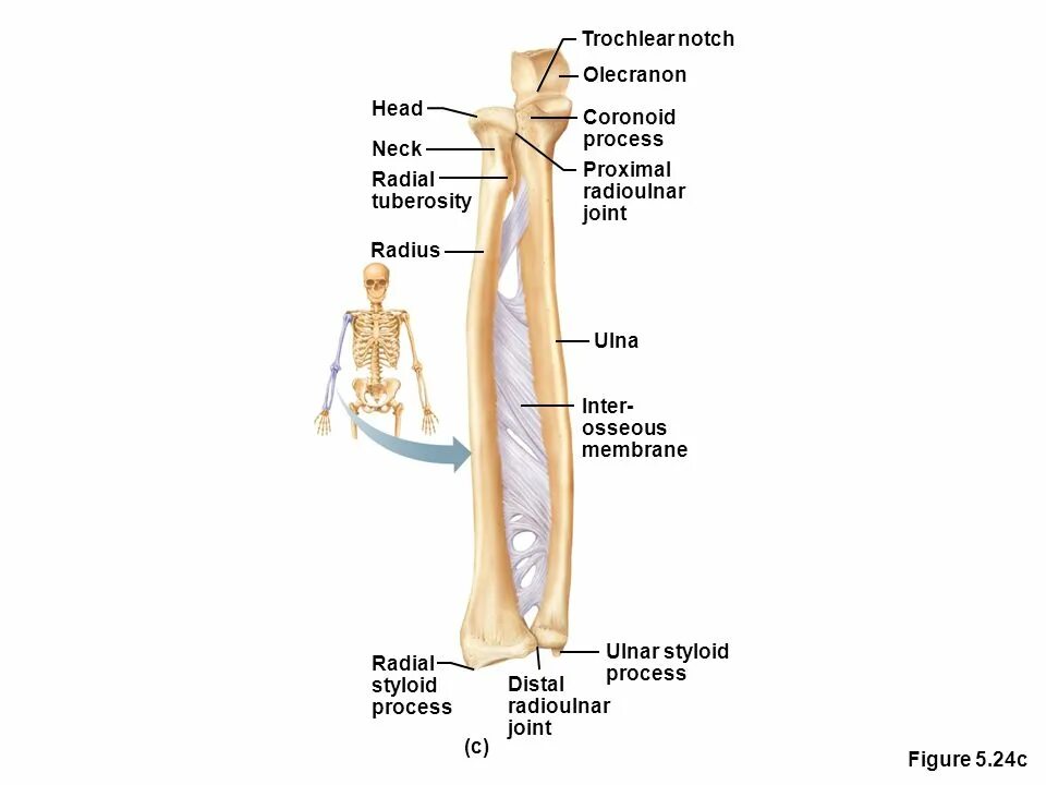 Olecranon латынь. Coronoid process of ulna. trochlear notch. olecranon перевод. styloid process of radius.