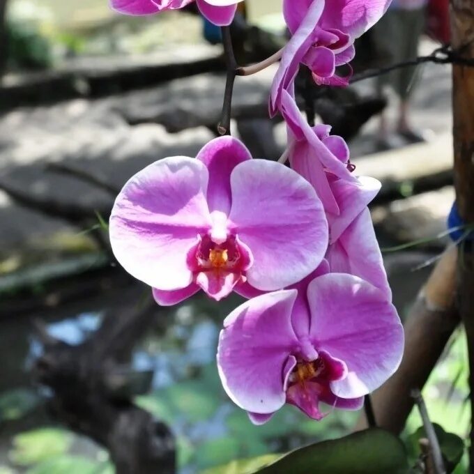 Фаленопсис Америка. Фаленопсис джунгли. Тропические орхидеи. Орхидея Кендалл.