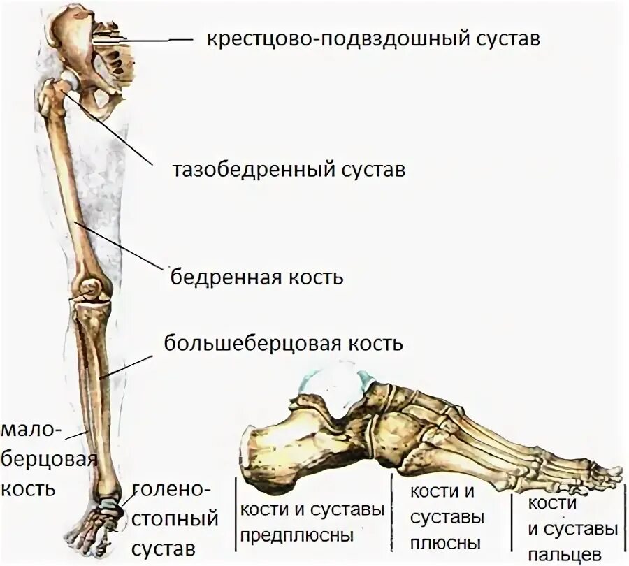 Что делает нижняя конечность. Свободная нижняя конечность кости суставы. Строение суставов нижней конечности анатомия. Суставы нижних конечностей анатомия человека. Скелет нижних конечностей человека с названием костей и суставов.