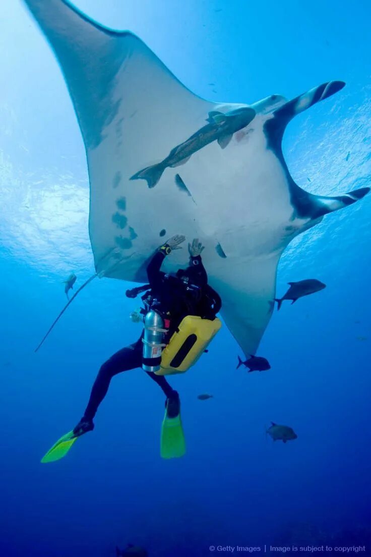 Manta pacific. Дайвинг с мантами. Палау дайвинг. Поплавать с мантами.