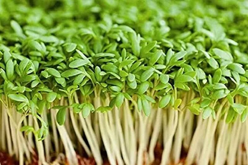 Семена на зелень какие. Cress Seed. Ростки Кресс салата. Салат Кресс Кислица. Кресс-салат цветение.