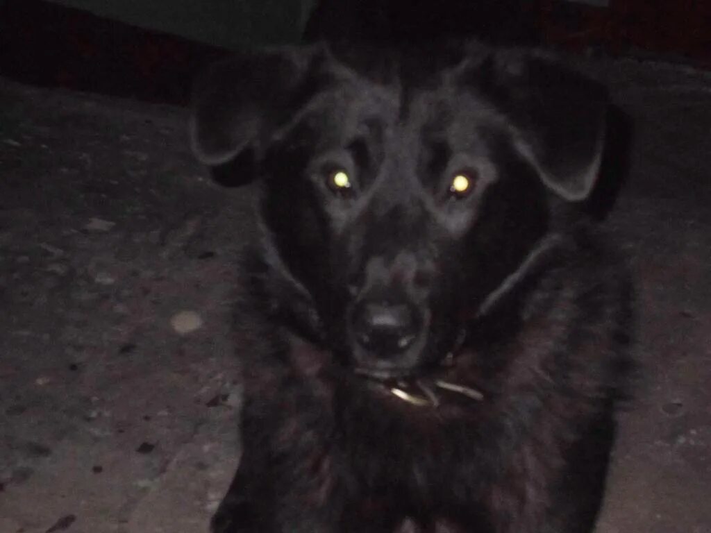 черные и потерянные. лабрадор черны1. черная овчарка омен. найден кот черный королев. нашелся черный кот.