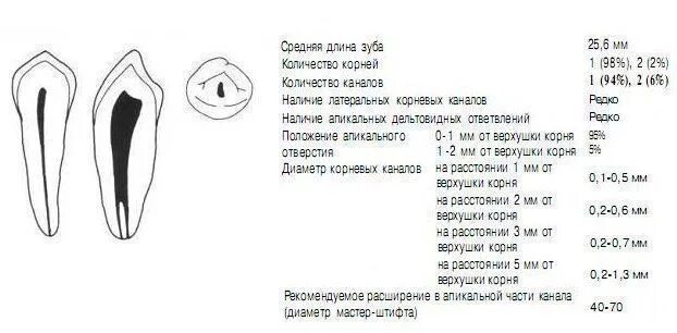 Длина корня зуба 2. Длина корневого канала 15 зуба. Каналы зуба 2.7 называются:. Количество каналов 6