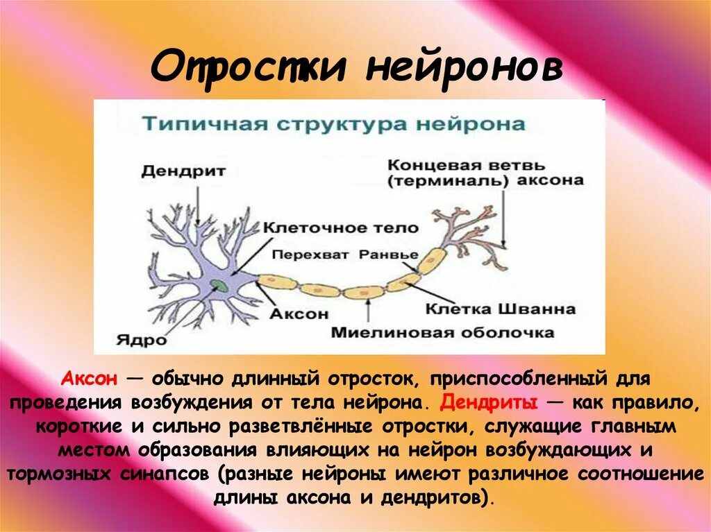 Какое свойство у нервной ткани. Строение аксона нервной клетки. Аксон и дендрит строение и функции. Синапсы Нейроны аксоны. Функция тела, аксона и дендрита нейрона.