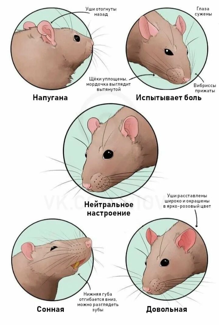 Где находятся крысы