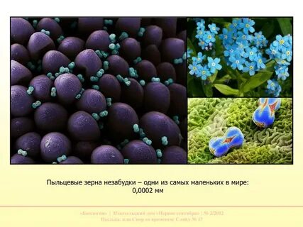 Виды пыльцы растений