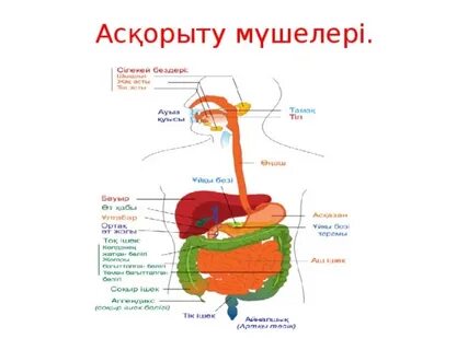 Қызықты секс позицияларының фотосуреттері